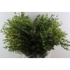 Euca Parvifolia 200gr P Bunch