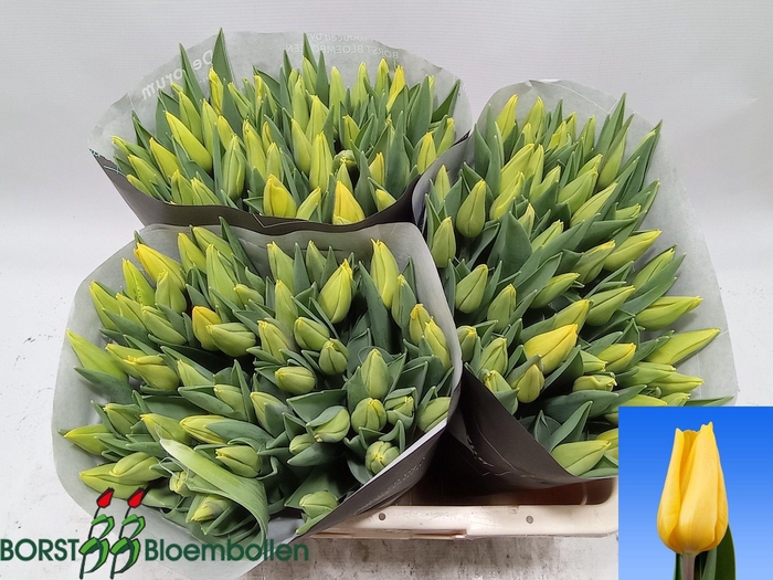 <h4>TU EN STRONG GOLD</h4>