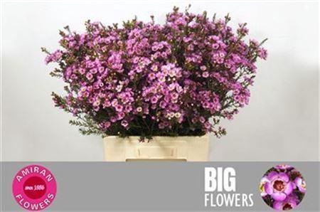 <h4>Chame Adi 70cm</h4>