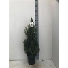 Picea Gl Conica