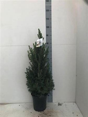 Picea Gl Conica