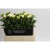 Paeonia Duchesse De Nemours