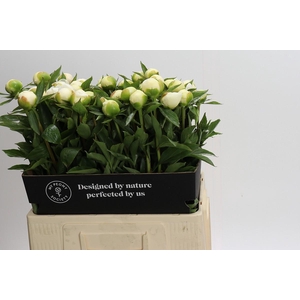 Paeonia Duchesse De Nemours