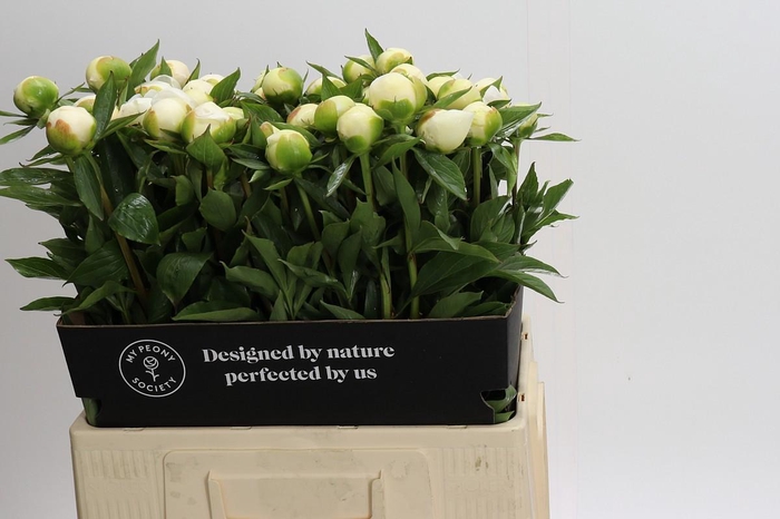 <h4>Paeonia Duchesse De Nemours</h4>