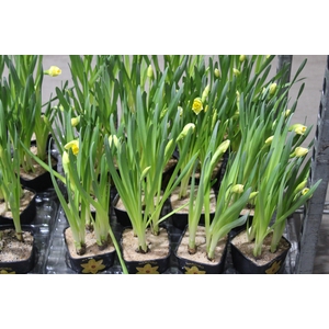 NARCISSUS AMARELO P14 QUADRADO