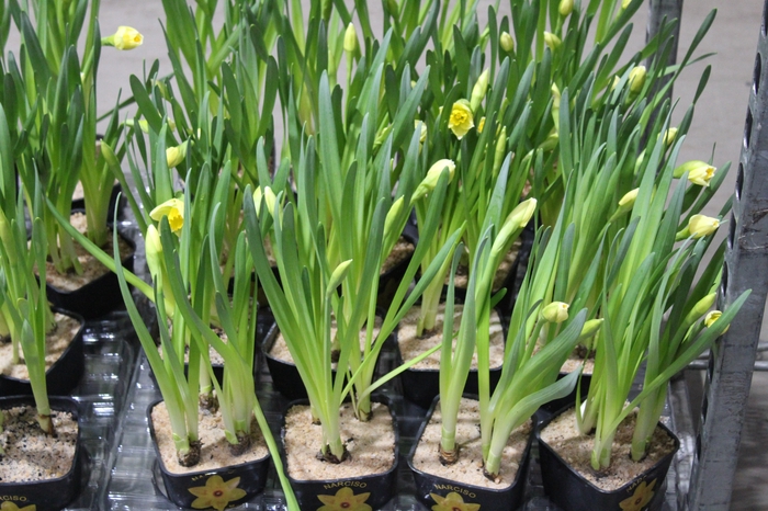 <h4>NARCISSUS AMARELO P14 QUADRADO</h4>