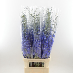 Delphinium Navy Blue