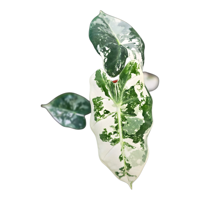 <h4>Alocasia Frydek Variegata</h4>