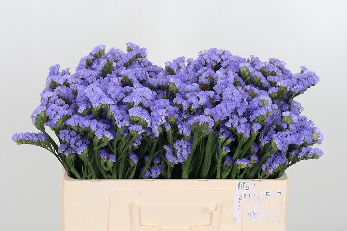 <h4>Lim S Sky Wings</h4>