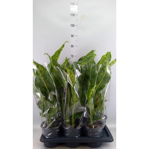Dieffenbachia 'Spotty'