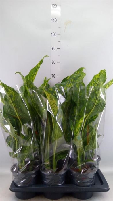 <h4>Dieffenbachia 'Spotty'</h4>