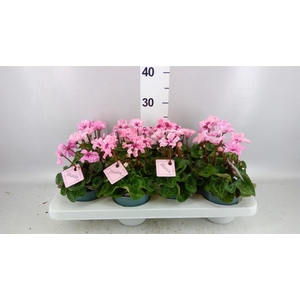 Cyclamen KL 'Illusia'