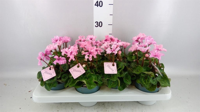 <h4>Cyclamen KL 'Illusia'</h4>