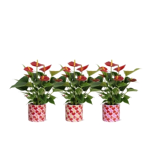 Anthurium 12 cm Diamond Red in Lonneke ceramics