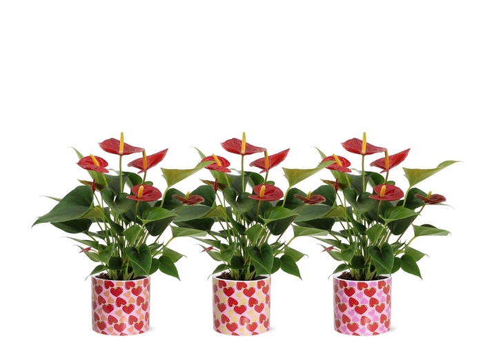 <h4>Anthurium Diamond Red in Lonneke ceramics</h4>