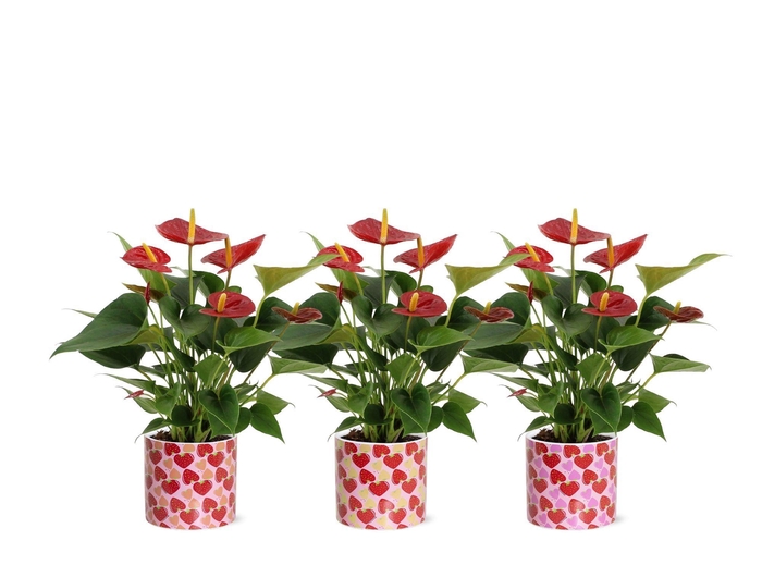<h4>Anthurium 12 cm Diamond Red in Lonneke ceramics</h4>