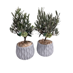 Arr.   Tuinplanten H%