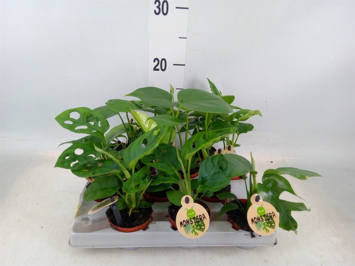 <h4>Monstera   ...</h4>