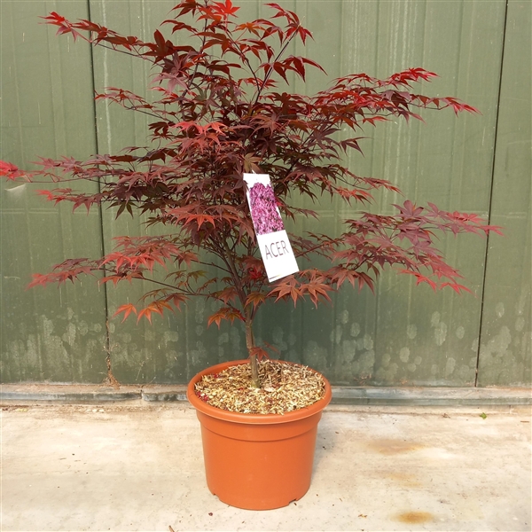 <h4>Acer pal. Bloodgood</h4>