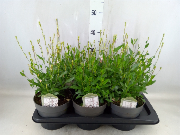<h4>Gaura lindheimeri   ...</h4>