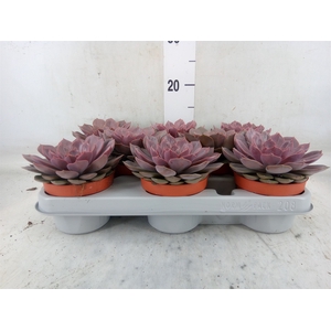 Echeveria   ...