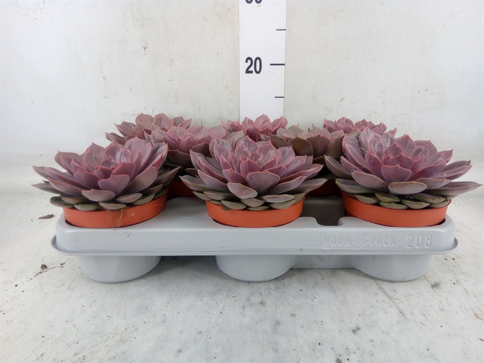 <h4>Echeveria   ...</h4>