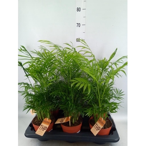 Chamaedorea elegans