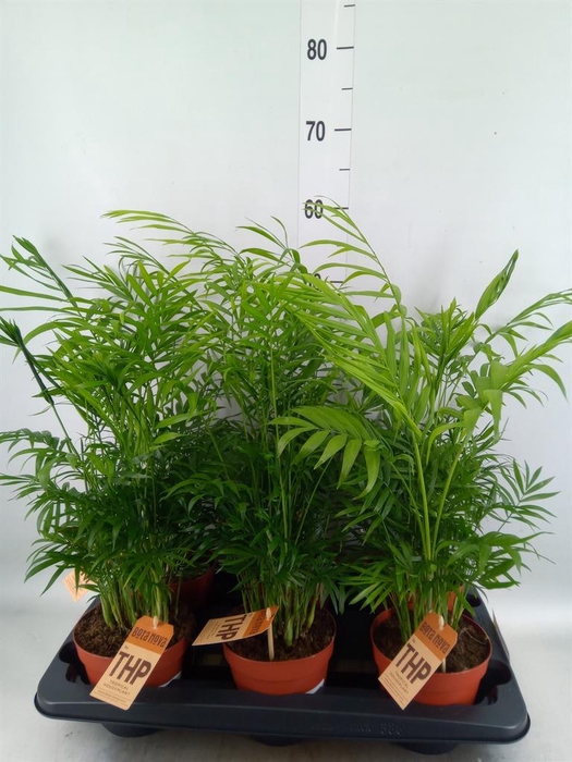 <h4>Chamaedorea elegans</h4>