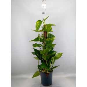 Epipremnum pinn.   ...moss stick