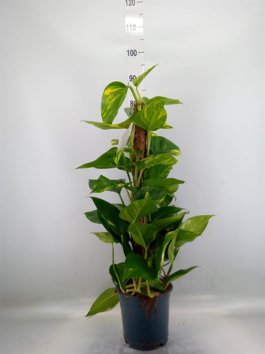 <h4>Epipremnum pinn.   ...moss stick</h4>