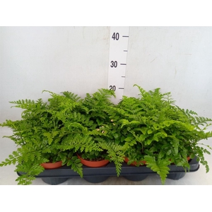 Asplenium  'Parvati'