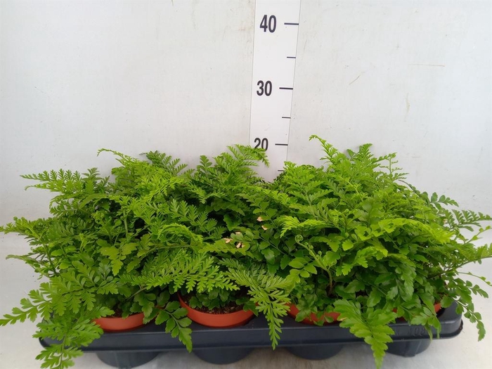 <h4>Asplenium  'Parvati'</h4>