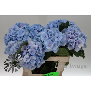 Hydrangea lollipop blue
