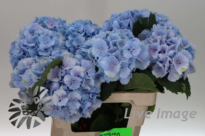 <h4>Hydrangea lollipop blue</h4>