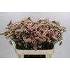 Limonium sinuatum Lucia Apricot