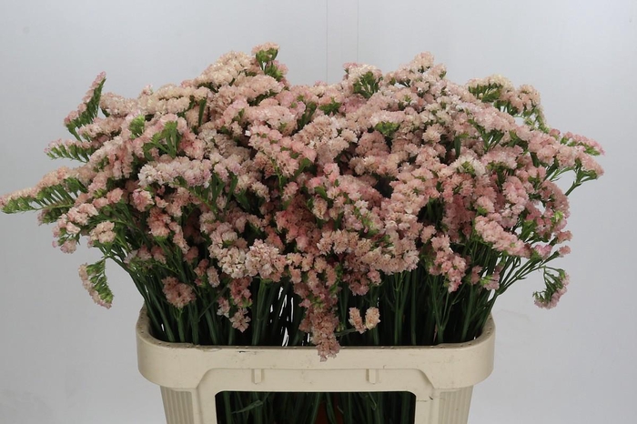 <h4>Limonium sinuatum Lucia Apricot</h4>