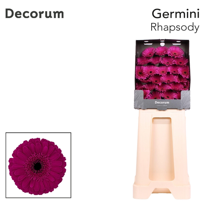 <h4>Germini Rhapsody Diamond</h4>