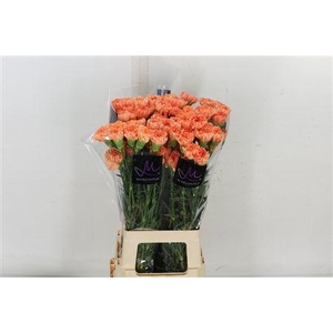 DI ST ORANGE HERMES