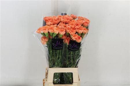 DI ST ORANGE HERMES