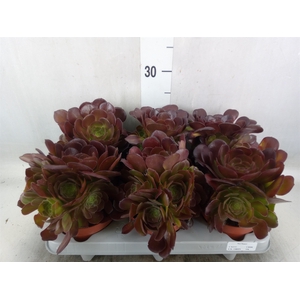Aeonium arboreum 'Velours'