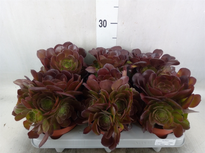 <h4>Aeonium arboreum 'Velours'</h4>