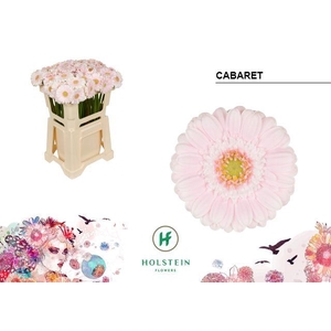 Germini Cabaret Water
