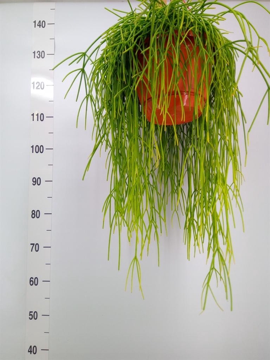 <h4>Rhipsalis   ...</h4>