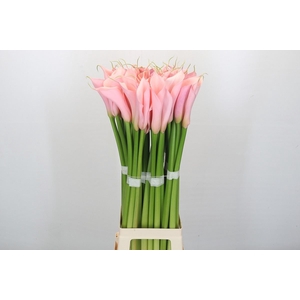 ZANTEDESCHIA AETH. 'EYDOLLS PINK'