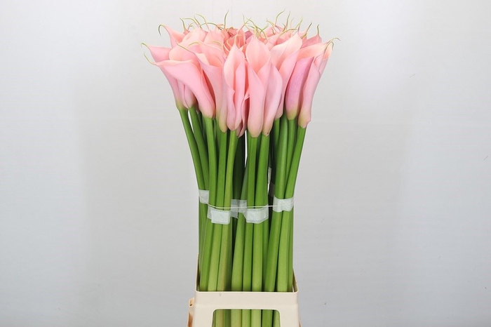 <h4>ZANTEDESCHIA AETH. 'EYDOLLS PINK'</h4>