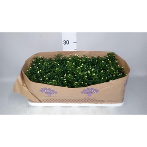 Aster N-B 'Showmakers Snow White'