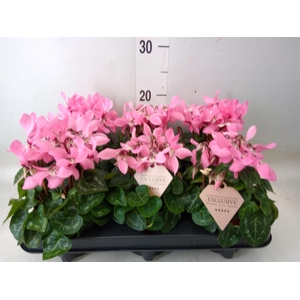 Cyclamen KL 'Djix'