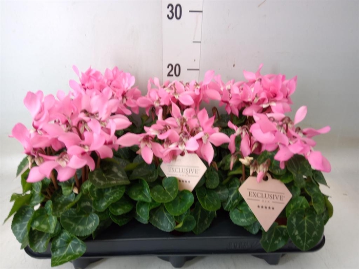 <h4>Cyclamen KL 'Djix'</h4>