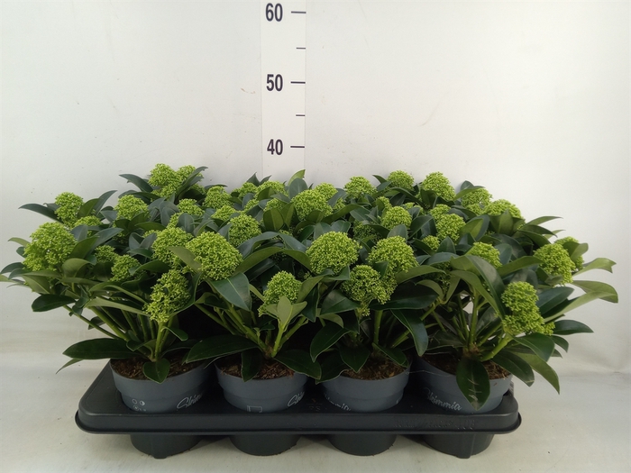 <h4>Skimmia jap. 'White Globe'</h4>