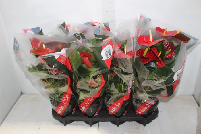<h4>ANTHURIUM RED SUCCESS P15</h4>